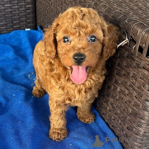 Photo №1. poodle (royal) - for sale in the city of Brondby | 329$ | Announcement № 151552