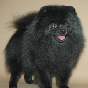 Photo №1. pomeranian - for sale in the city of St. Petersburg | 323$ | Announcement № 2461