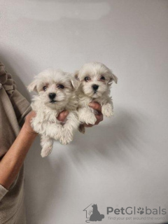 Photo №1. maltese dog - for sale in the city of Афины | negotiated | Announcement № 40427