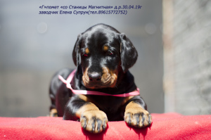 Photo №1. dobermann - for sale in the city of Magnitogorsk | 725$ | Announcement № 2524