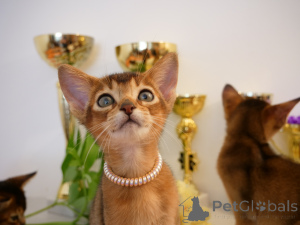 Photo №3. Club Abyssinian kittens. Latvia
