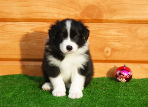 Photo №4. I will sell border collie in the city of Нижнекамск. private announcement - price - 704$