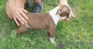 Photo №1. boston terrier - for sale in the city of Гёппинген | 349$ | Announcement № 119069