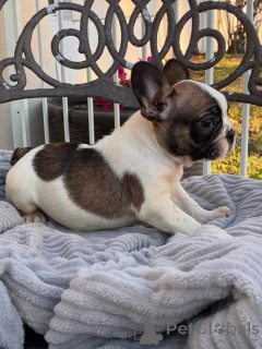 Photo №3. Entzückende Französische Bulldoggen-Welpen suchen ein liebevolles Zuhause!. Germany
