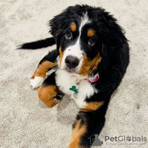 Photo №1. bernese mountain dog - for sale in the city of Bern | 423$ | Announcement № 80032