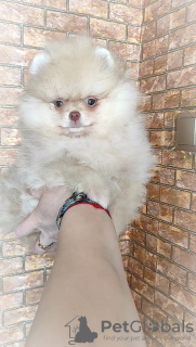 Photo №4. I will sell pomeranian in the city of Minsk. breeder - price - 300$