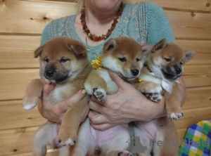 Additional photos: SHIBA INU PUPPIES