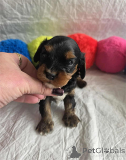 Photo №1. non-pedigree dogs - for sale in the city of Aizlingen | 329$ | Announcement № 153377