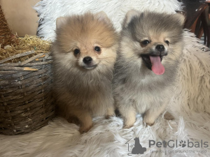 Photo №3. Pomeranian BOO pomeranians. Serbia