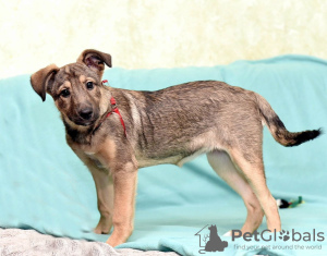 Photo №3. Touching girl Utah is looking for a home.. Russian Federation