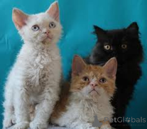 Photo №3. Selkirk Rex -pennut valmiina uusiin koteihin. Finland