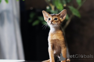 Photo №1. abyssinian cat - for sale in the city of Minsk | 700$ | Announcement № 153965