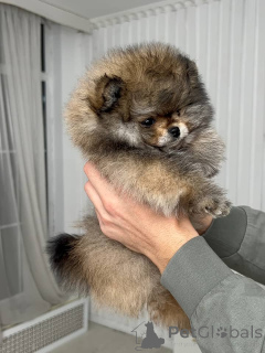 Photo №2 to announcement № 171754 for the sale of pomeranian - buy in Greece private announcement