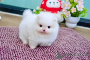 Photo №3. Pomeranian-Welpen verfügbar 16063318962. Germany