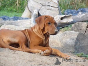 Photo №2 to announcement № 139004 for the sale of rhodesian ridgeback - buy in Poland breeder
