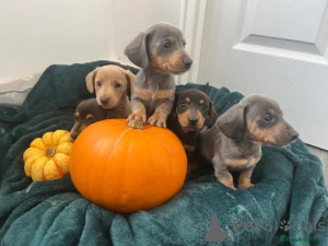 Photo №1.  - for sale in the city of Ankum | Is free | Announcement № 163602