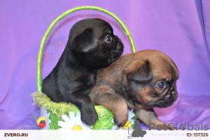 Photo №2 to announcement № 171090 for the sale of petit brabançon - buy in Russian Federation private announcement
