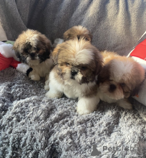 Photo №3. 12 week old Male and Female shihtzu.. Georgia