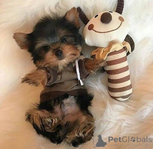 Photo №2 to announcement № 136546 for the sale of yorkshire terrier - buy in France private announcement
