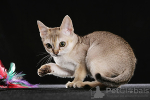Photo №1. singapura cat - for sale in the city of Indianapolis | 300$ | Announcement № 55580