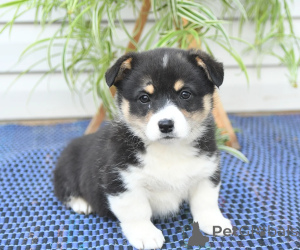 Photo №1. welsh corgi - for sale in the city of Athens | negotiated | Announcement № 158304