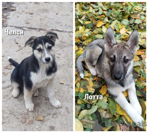 Photo №1. non-pedigree dogs - for sale in the city of Москва | Is free | Announcement № 79265