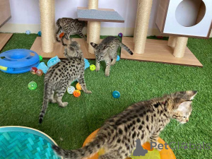 Photo №4. I will sell savannah cat in the city of Berlin.  - price - 500$