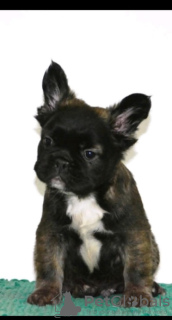 Photo №2 to announcement № 126756 for the sale of french bulldog - buy in Serbia breeder