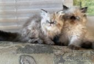 Photo №1. exotic shorthair - for sale in the city of Туусула | Is free | Announcement № 128528