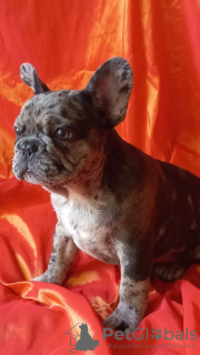 Photo №4. I will sell french bulldog in the city of Bobruisk. private announcement - price - 491$