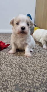 Photo №3. Bichon havaneze!. Greece