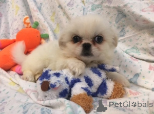 Photo №1. pekingese - for sale in the city of Ansbach | negotiated | Announcement № 170018