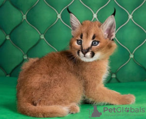 Photo №1. caracal - for sale in the city of Helsinki | negotiated | Announcement № 117921