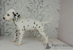 Photo №2 to announcement № 41669 for the sale of dalmatian dog - buy in Germany private announcement