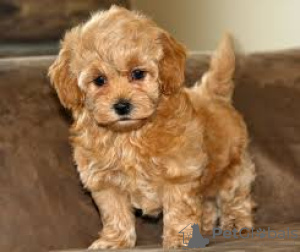 Photo №3. Maltipoo-puppy's klaar voor verkoop en adoptie. Netherlands