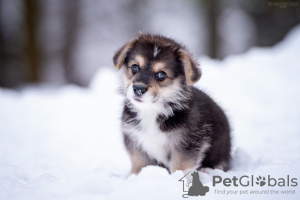 Photo №4. I will sell non-pedigree dogs in the city of Москва. breeder - price - negotiated