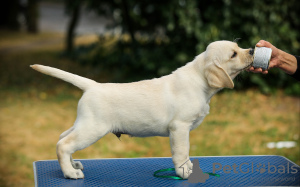 Photo №2 to announcement № 25150 for the sale of labrador retriever - buy in Belarus from nursery