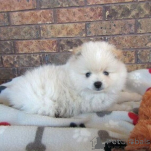 Photo №3. Pomeranian available. Brazil