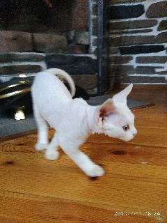 Photo №2 to announcement № 7175 for the sale of devon rex - buy in Belarus from nursery