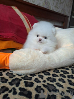 Photo №2 to announcement № 161923 for the sale of pomeranian - buy in France private announcement