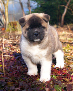 Photo №1. american akita - for sale in the city of St. Petersburg | 1483$ | Announcement № 5856