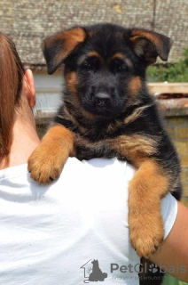 Photo №2 to announcement № 107358 for the sale of german shepherd - buy in Serbia 