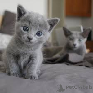 Photo №3. Russian Blue Kittens. Germany