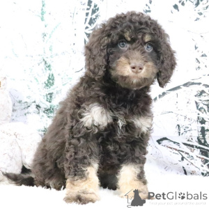 Photo №3. Female 9 weeks old Ready to go home. United Kingdom