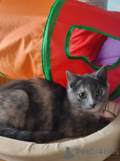 Additional photos: Little cute tricolor cat Shunya is looking for a home!