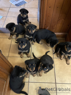 Photo №1. rottweiler - for sale in the city of Los Angeles | 400$ | Announcement № 100351