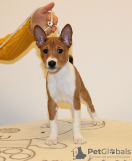 Photo №1. basenji - for sale in the city of Piotrków Kujawski | negotiated | Announcement № 91751