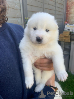 Additional photos: Amazing Samoyed Puppies