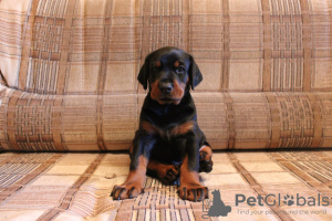 Photo №2 to announcement № 33535 for the sale of dobermann - buy in Ukraine breeder