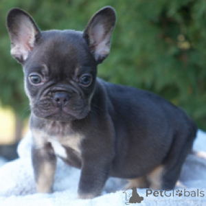 Photo №3. French Bulldog Female 9 weeks old Ready to go home. Germany